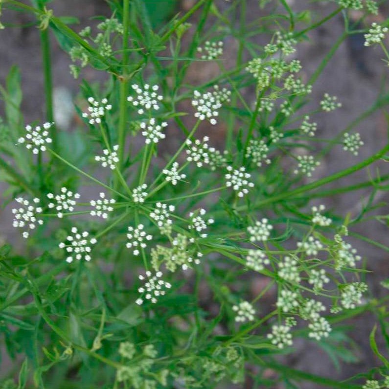 Semillas Anís Ecológicas
