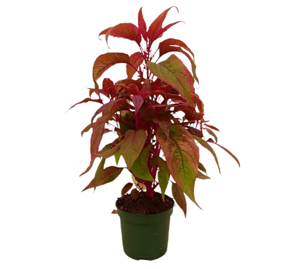 Celosia Argentea M16 40-60cm_0