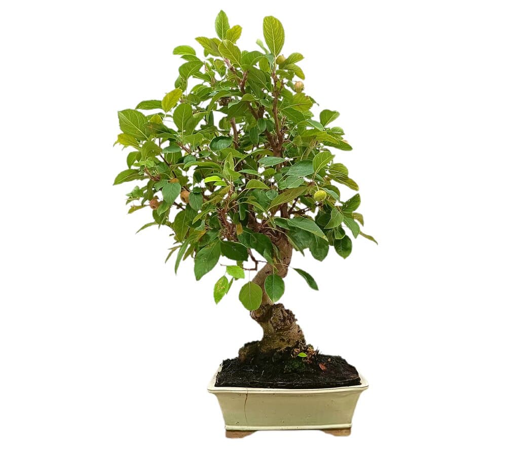 Bonsai Malus 20 Años (manzano)_1