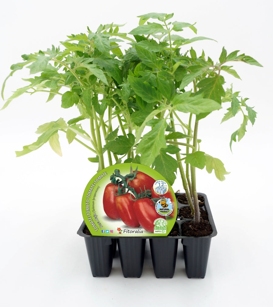 Pack Plantones Tomate Pera Mata Baja 12 Ud. Natural - Fitoralia_0