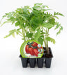 Pack Plantões De Tomate Pera Mata Baixa 12 Un. Natural - Fitoralia