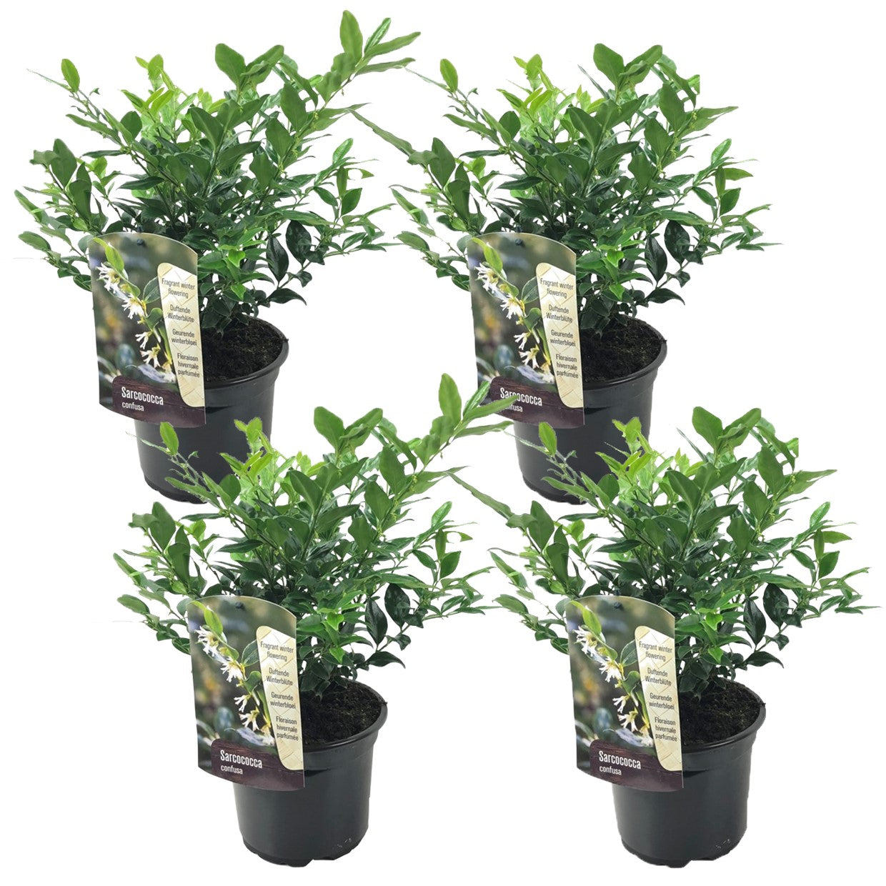 Sarcocoque - 4 Pzs - Sarcococca 'confusa' - Altura 30-40cm - ⌀17cm_0