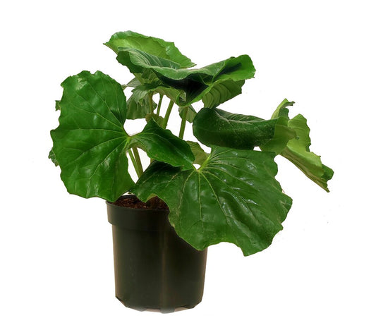 Boina De Vasco (ligularia Tussilaginea) M25 40-50cm_0