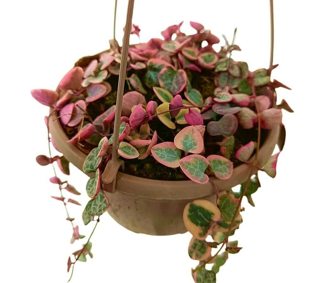 Ceropegia Variegata T15_0