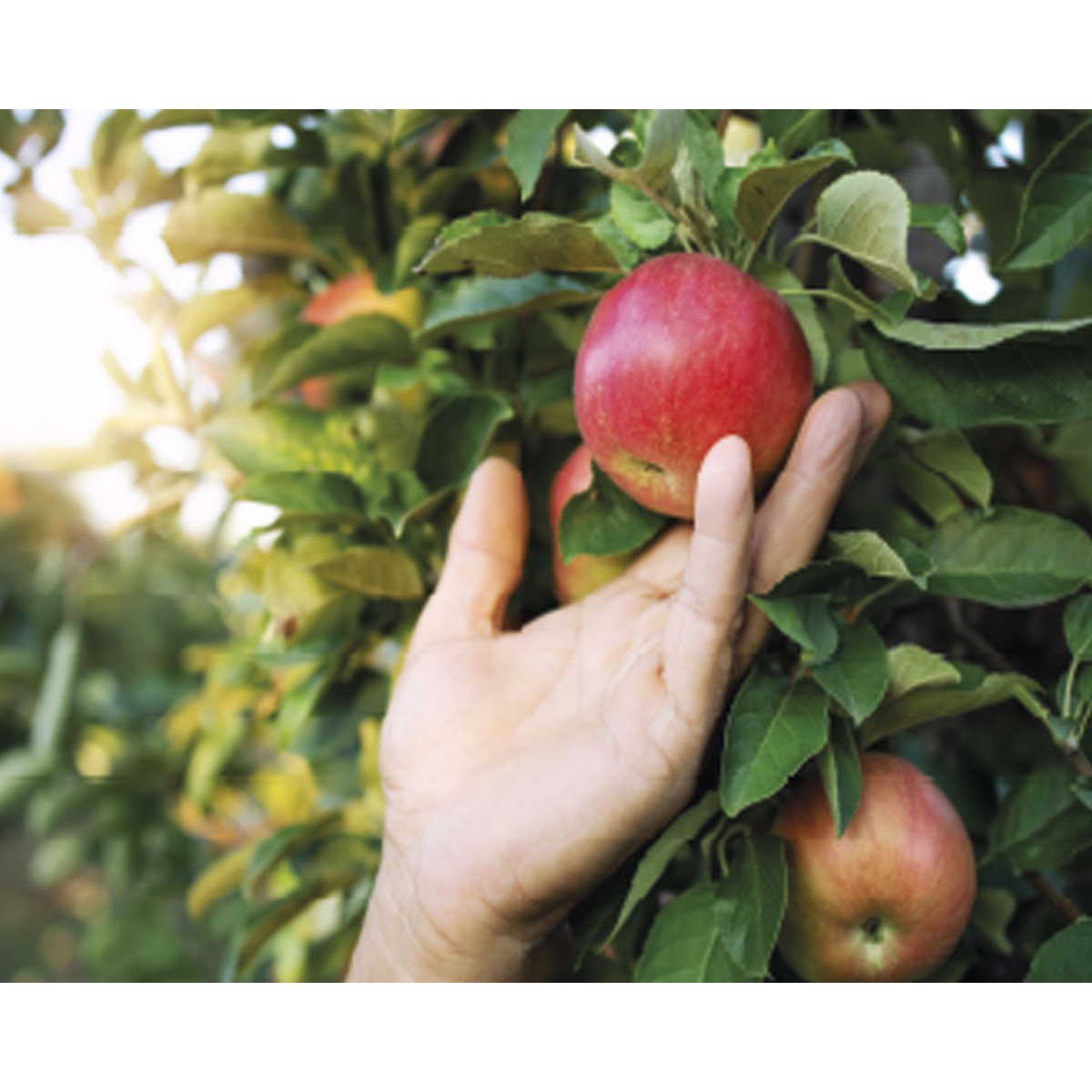 Sulfato De Cobre Cultivers 5 Kg_2