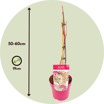 Arce Japonés - 2 Pzs - Acer Conspicuum 'red Flamingo' - Altura 50-60cm - ⌀19cm_2