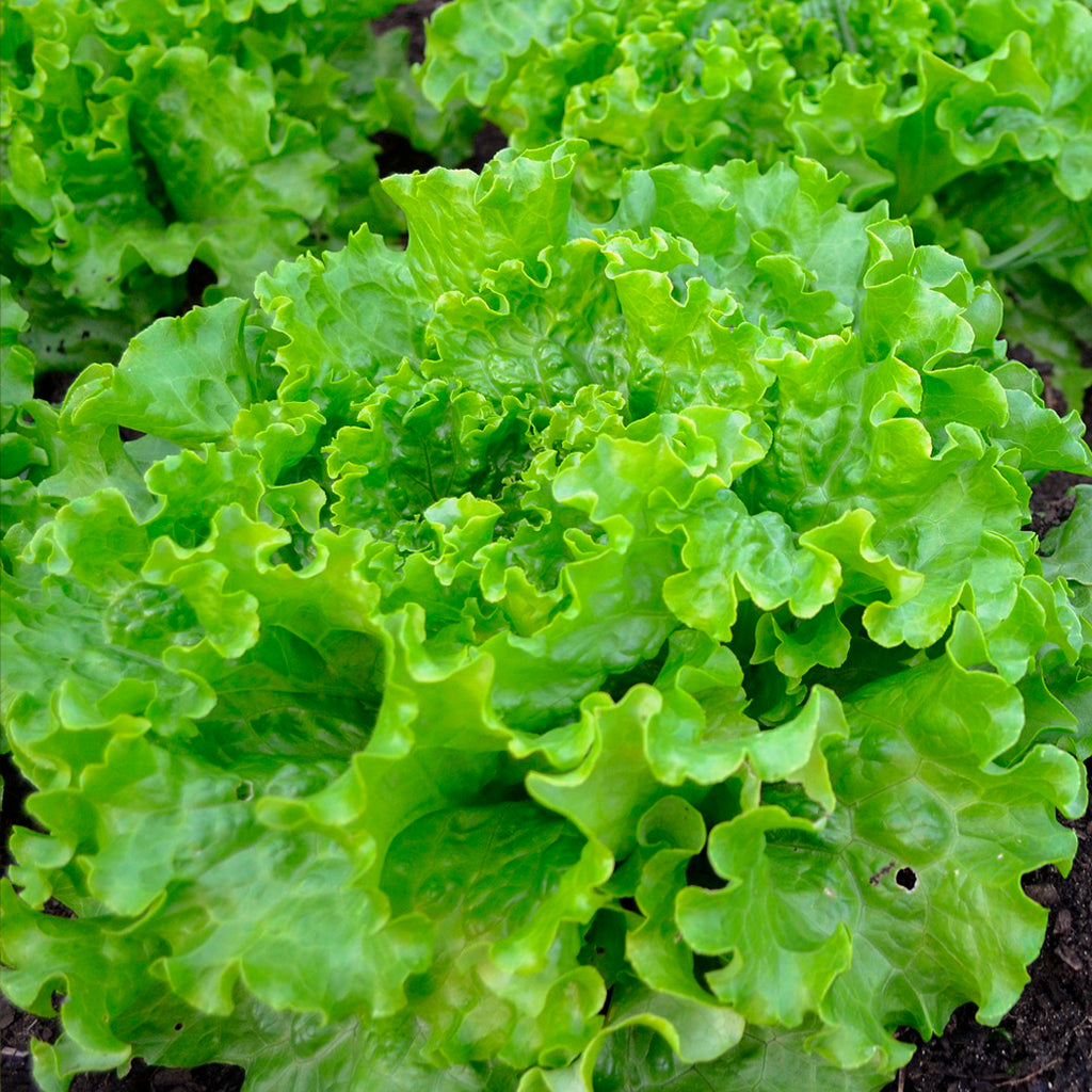 Plantón Lechuga Batavia 3 Unidades - PlantaBo_1