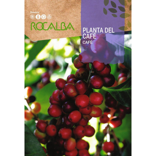 Sementes de Planta de Café