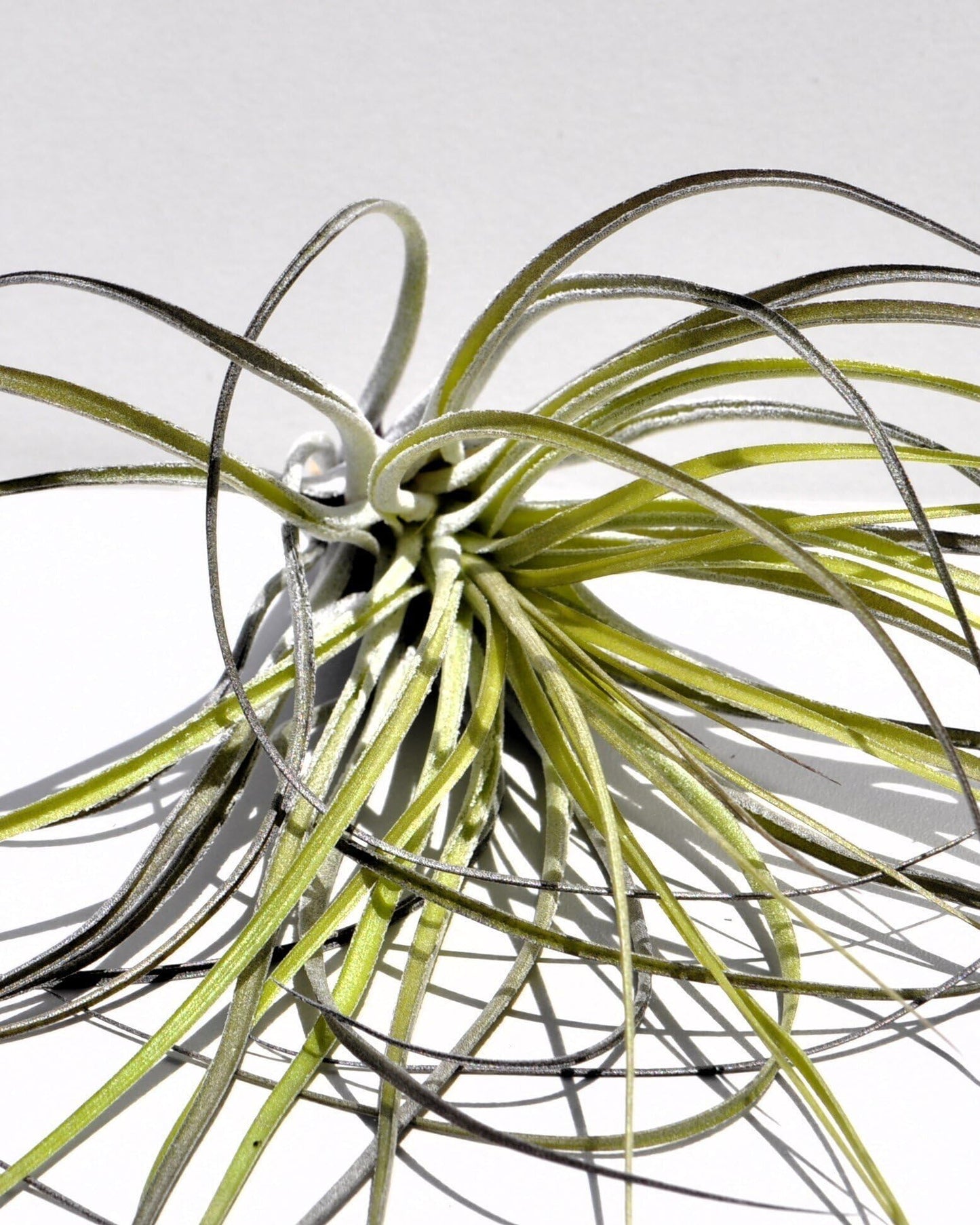Tillandsia stricta; planta del aire, clavel del aire, verde grisácea; Curiosarium; altura 12 cm, diámetro 10 cm_2