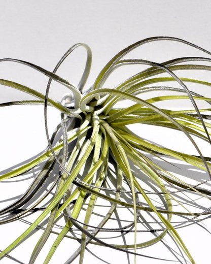 Tillandsia stricta; planta del aire, clavel del aire, verde grisácea; Curiosarium; altura 12 cm, diámetro 10 cm_2