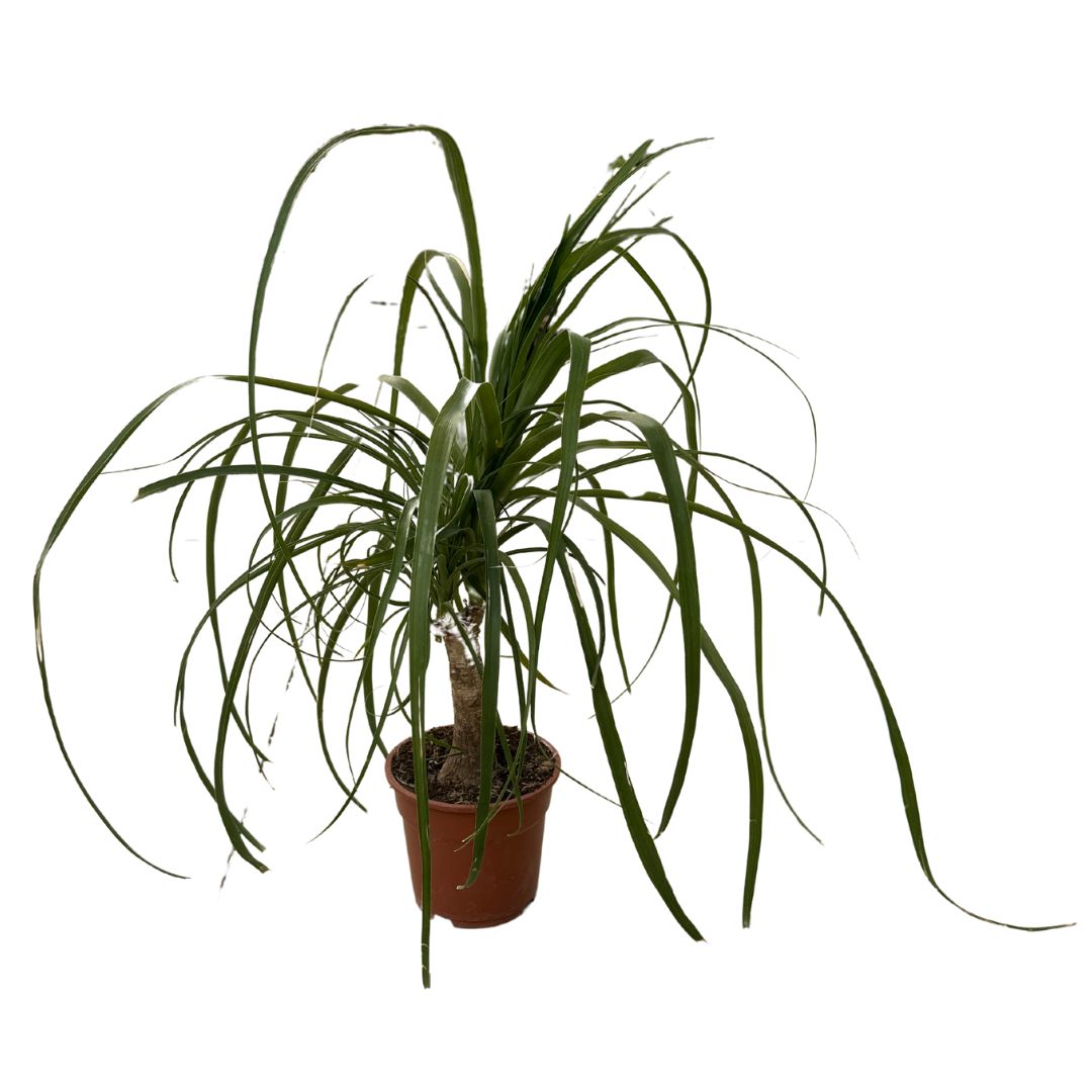 Pata De Elefante O Beaucarnea Recurvata Planta De Exterior O Interior M17 Altura 20cm Maceta Tarrina 17cm. Altura 20cm._0