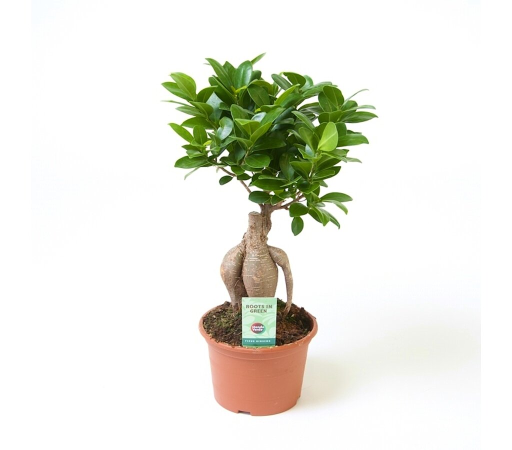 Bonsai Ficus Microcarpa Ginseng M15 35cm_0