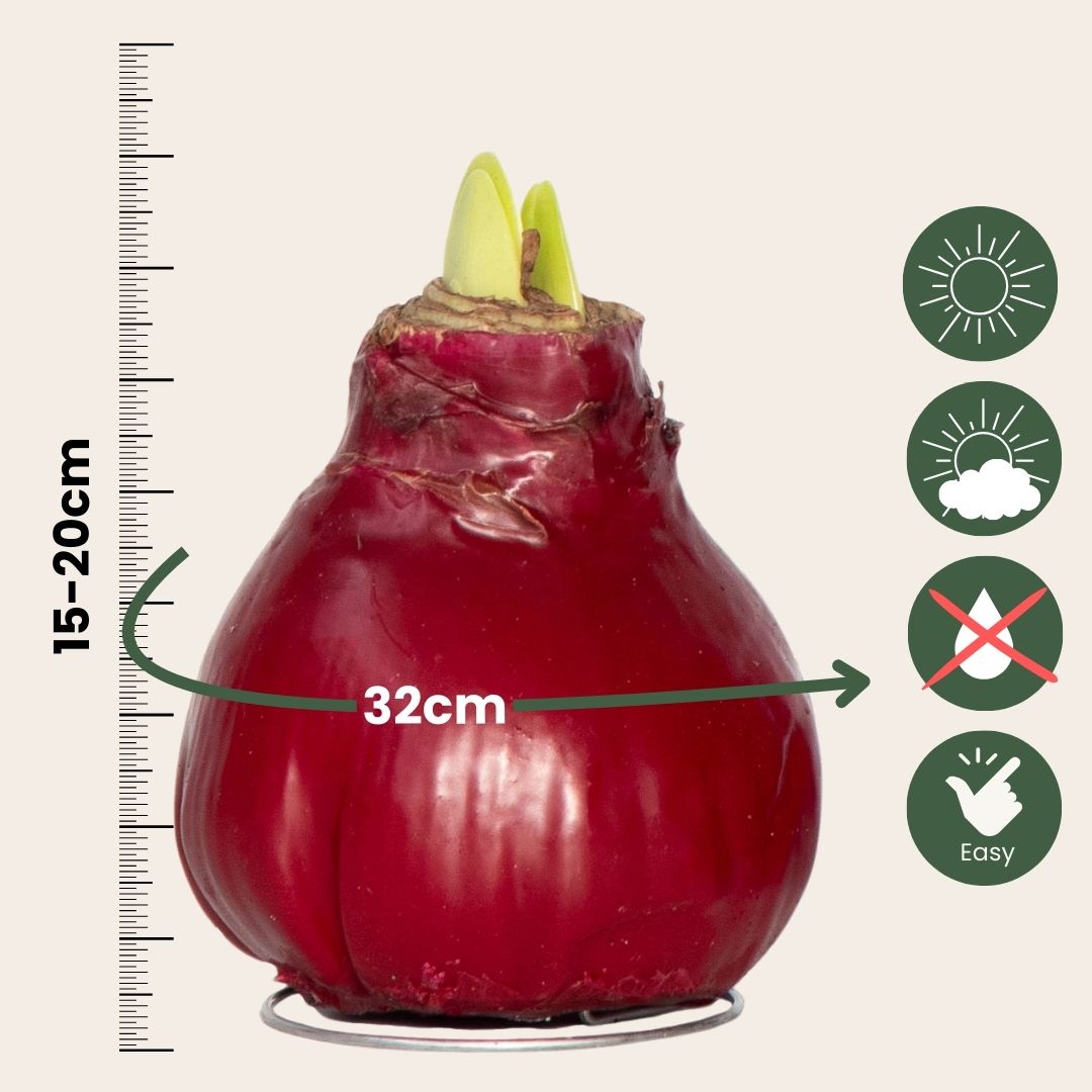 Amarilis - Hippeastrum 'wax Bordeaux' - Bulbo De Flor - Rojo_2