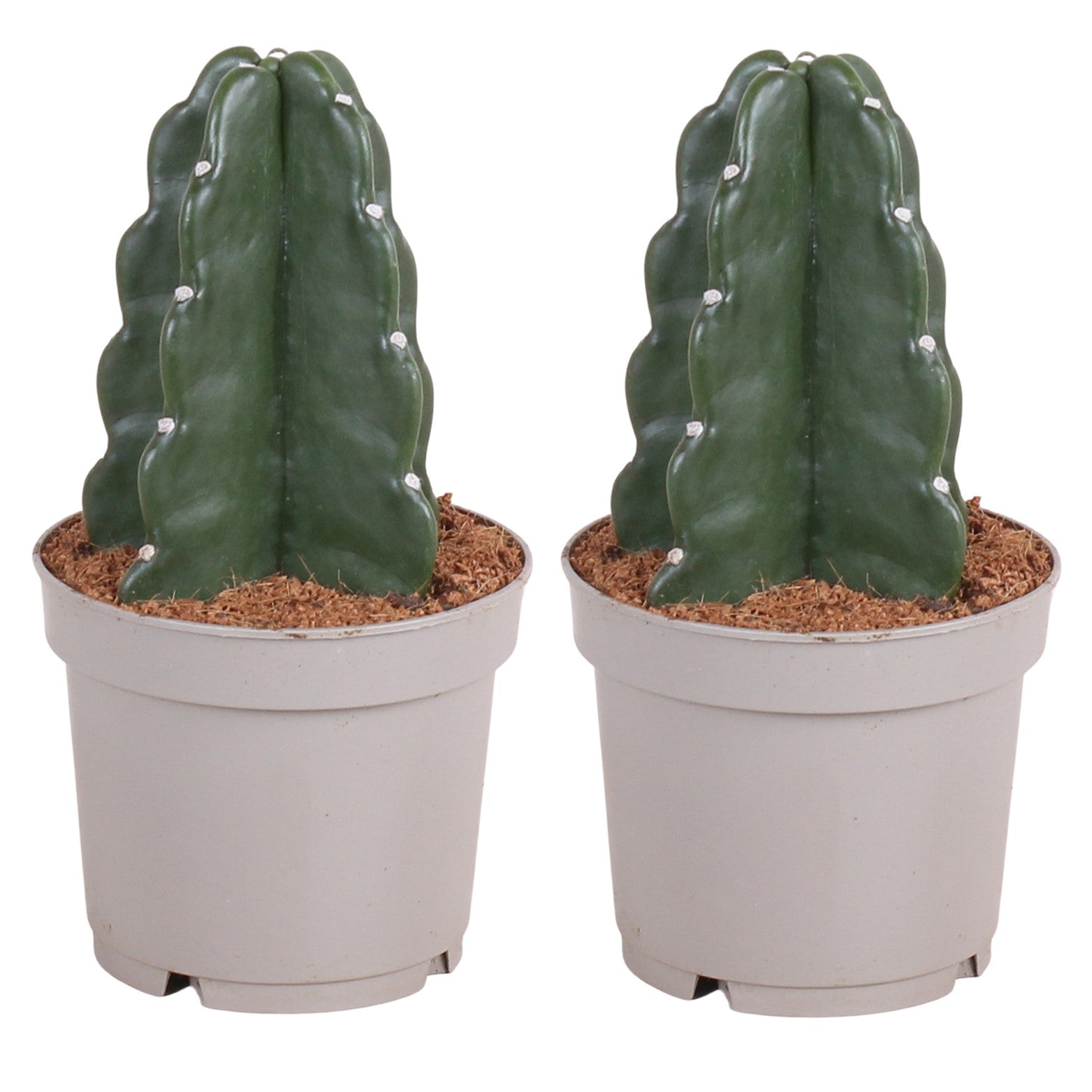 Cactus - 2 Pzs - Cereus Jamacaru - Altura 25-30cm - ⌀12cm_0