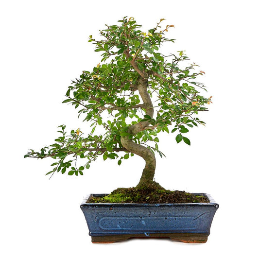 Bonsai Zelkova parvifolia 10 anos - Olmo Chinês