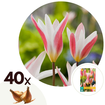 Bulbos De Tulipán - 40 Pzs - Tulipa 'clusiana Stellata' - Bulbos De Flores_0
