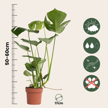 Costilla De Adán - Monstera Deliciosa - Incluye Cesta - Altura 50-60cm - ⌀17cm_2
