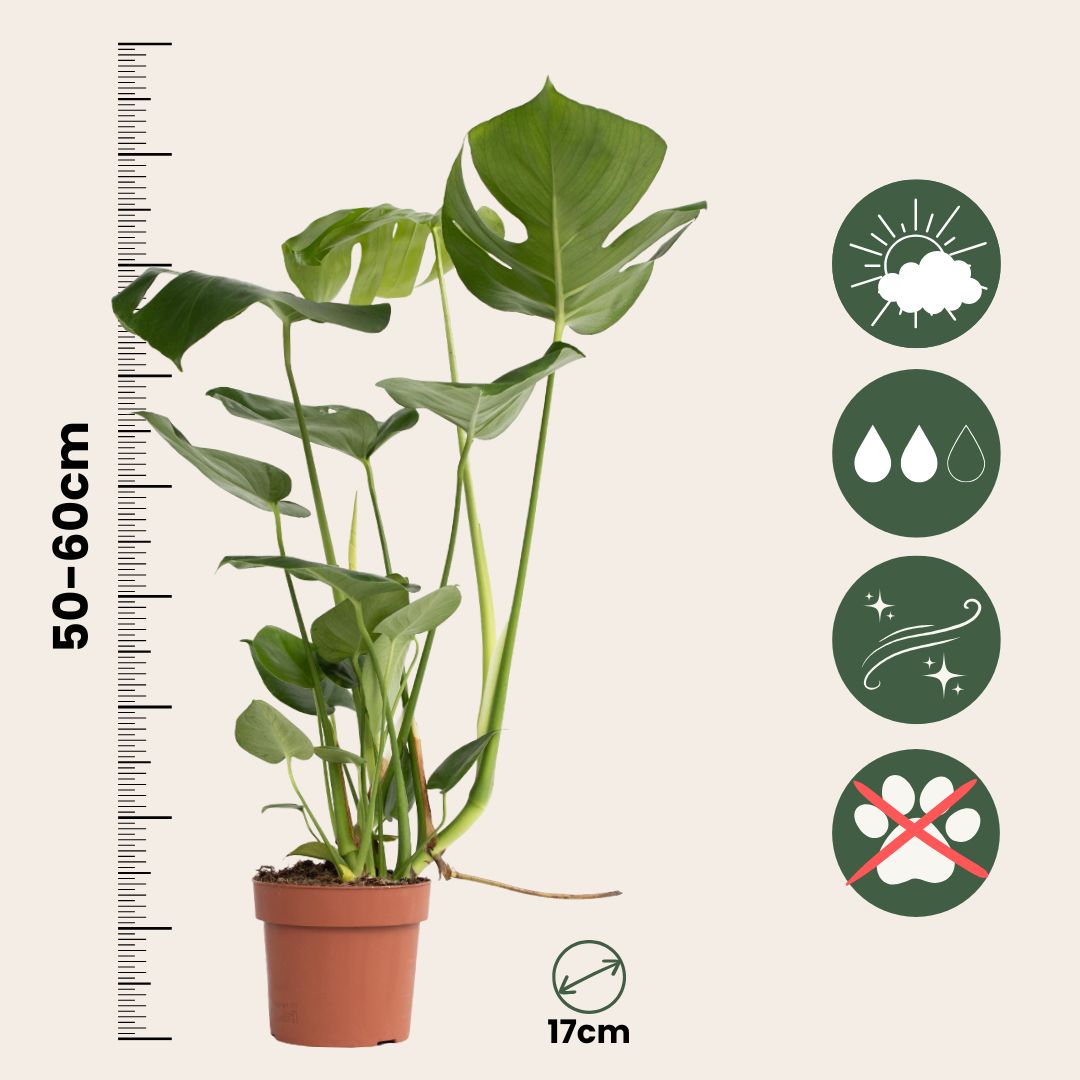 Costilla De Adán - 2 Pzs - Monstera Deliciosa - Altura 50-60cm - ⌀17cm_2