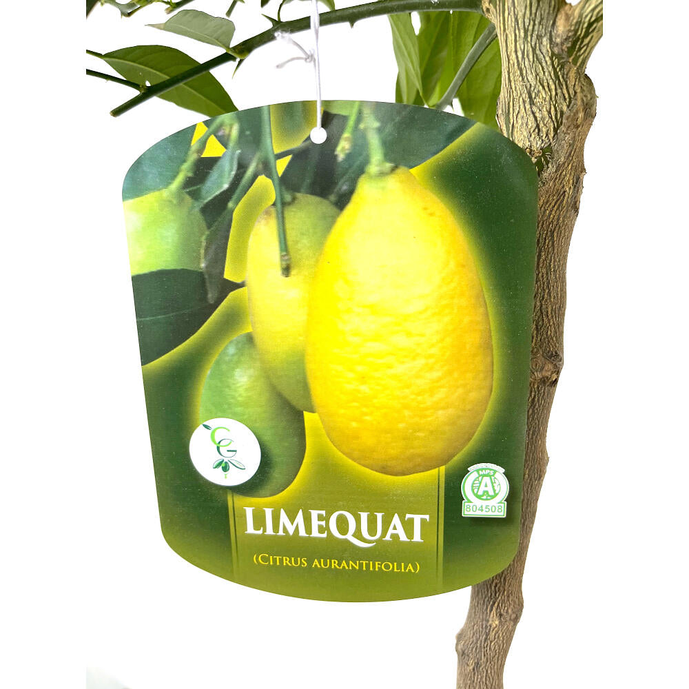 Limequat Copa M26 140cm_1
