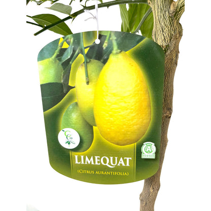 Limequat Copa M26 140cm_1