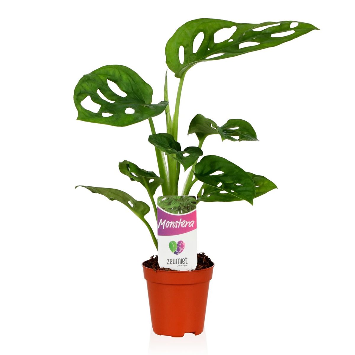 Planta Natural Monstera Obliqua 'monkey Leaf' 1 Ud Ø 5.5 Alt. 25_0