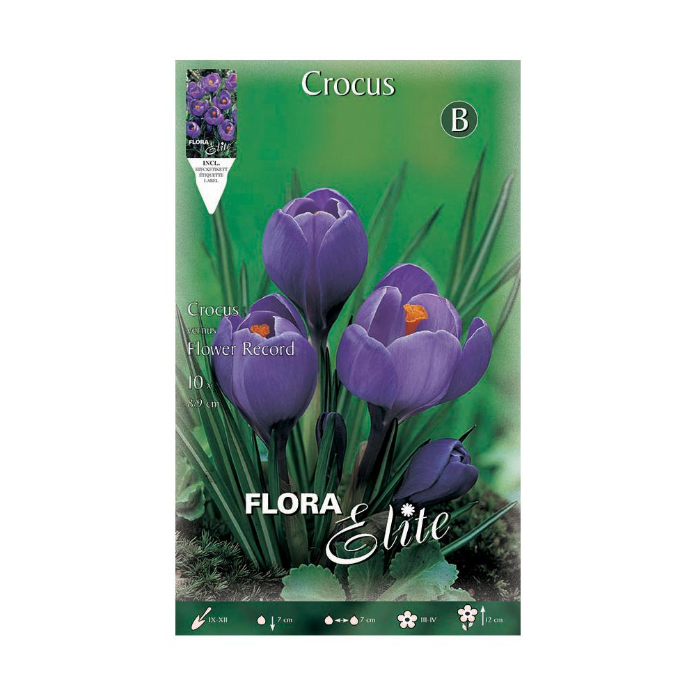 Bolbos de açafrão roxo Elite 10 unidades