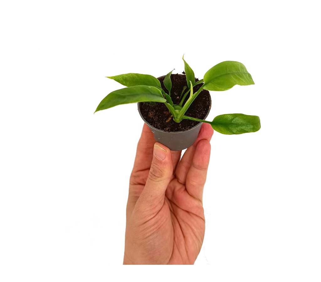 Philodendron Minima M6_1