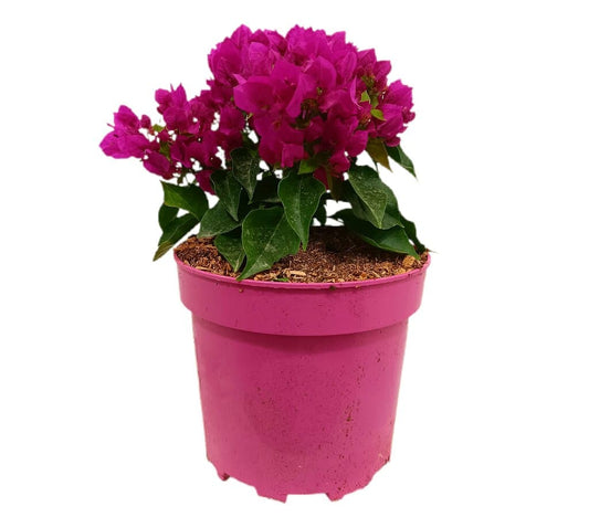 Bouganvillea Vera M22_0