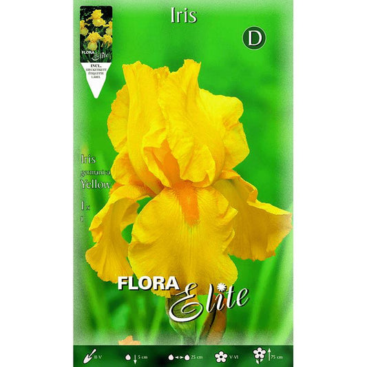 Bolbo de Íris Germânica Amarela 1 unidade