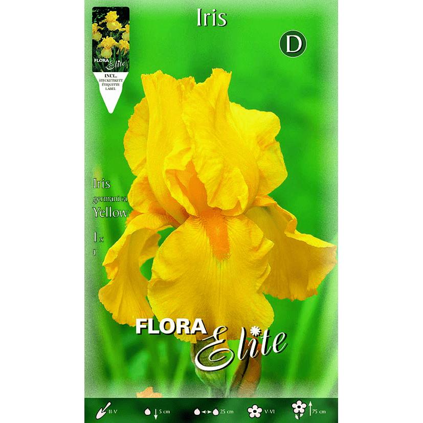 Bolbo de Íris Germânica Amarela 1 unidade