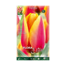 Bulbos de tulipa vermelha Darwin com borda amarela Elite 10 unidades