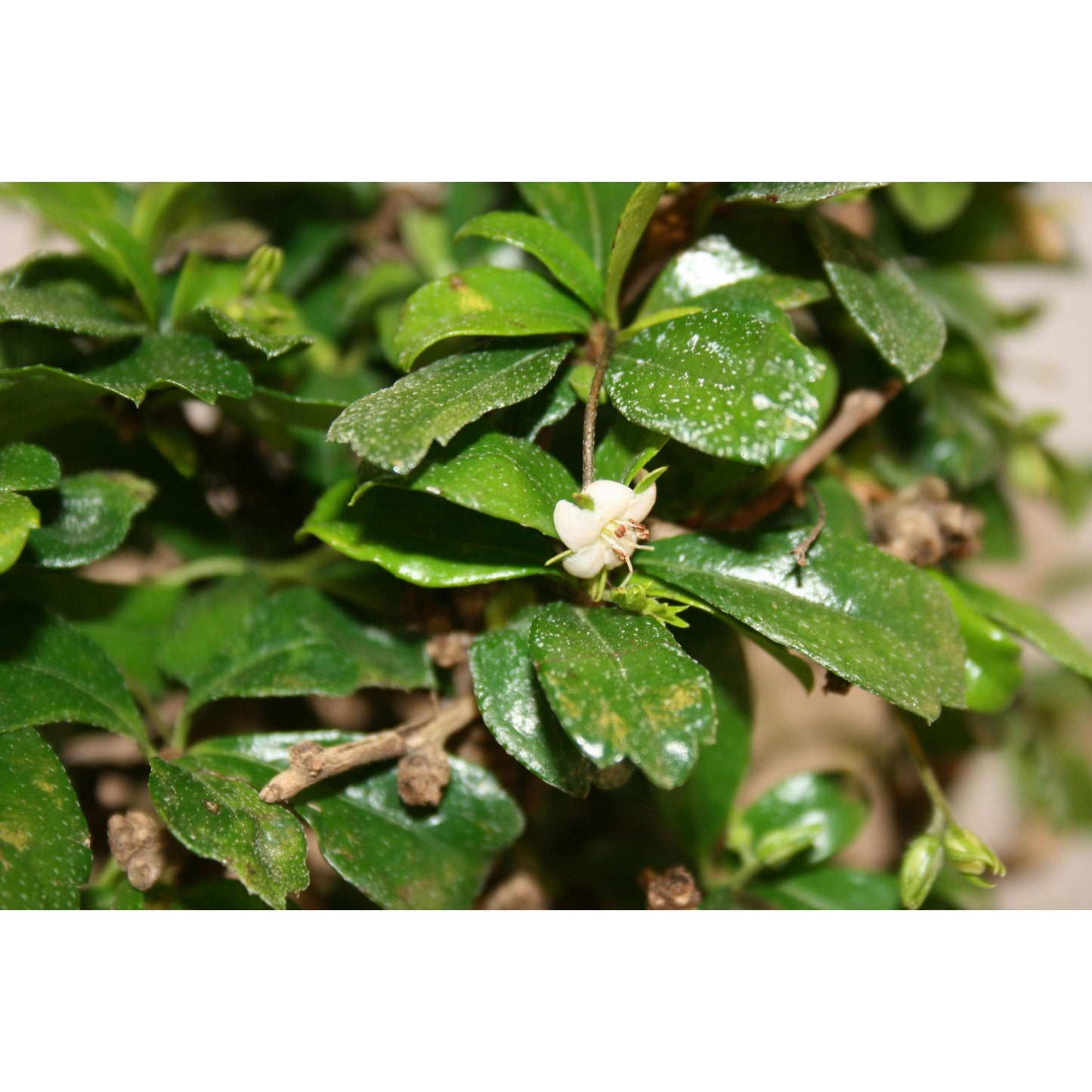 Bonsai Carmona microphylla 5 anos