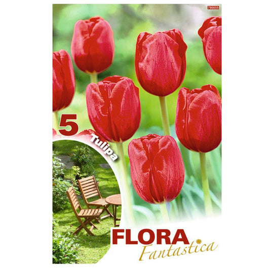 Bulbos Tulipa Vermelha Darwin Flora Fantastica 5 peças