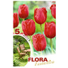 Bulbos Tulipa Vermelha Darwin Flora Fantastica 5 peças