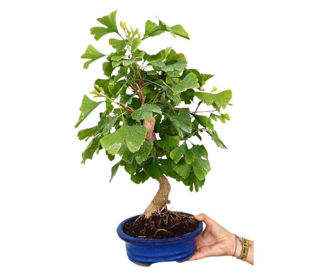 Bonsái Ginkgo Biloba 12 Años_1