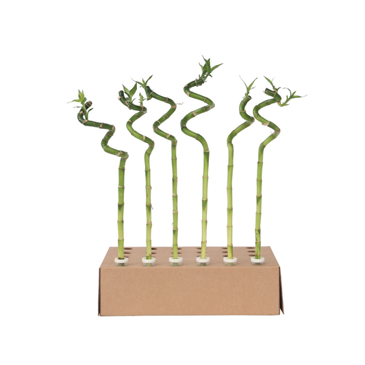 Bambú De La Suerte - 12 Pzs - Dracaena Sanderiana - Altura 40-50cm - ⌀2cm_0