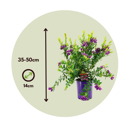Polígala Rosa - 2 Pzs - Polygala Myrtifolia 'bibi Pink' - Altura 35-50cm - ⌀14cm_2