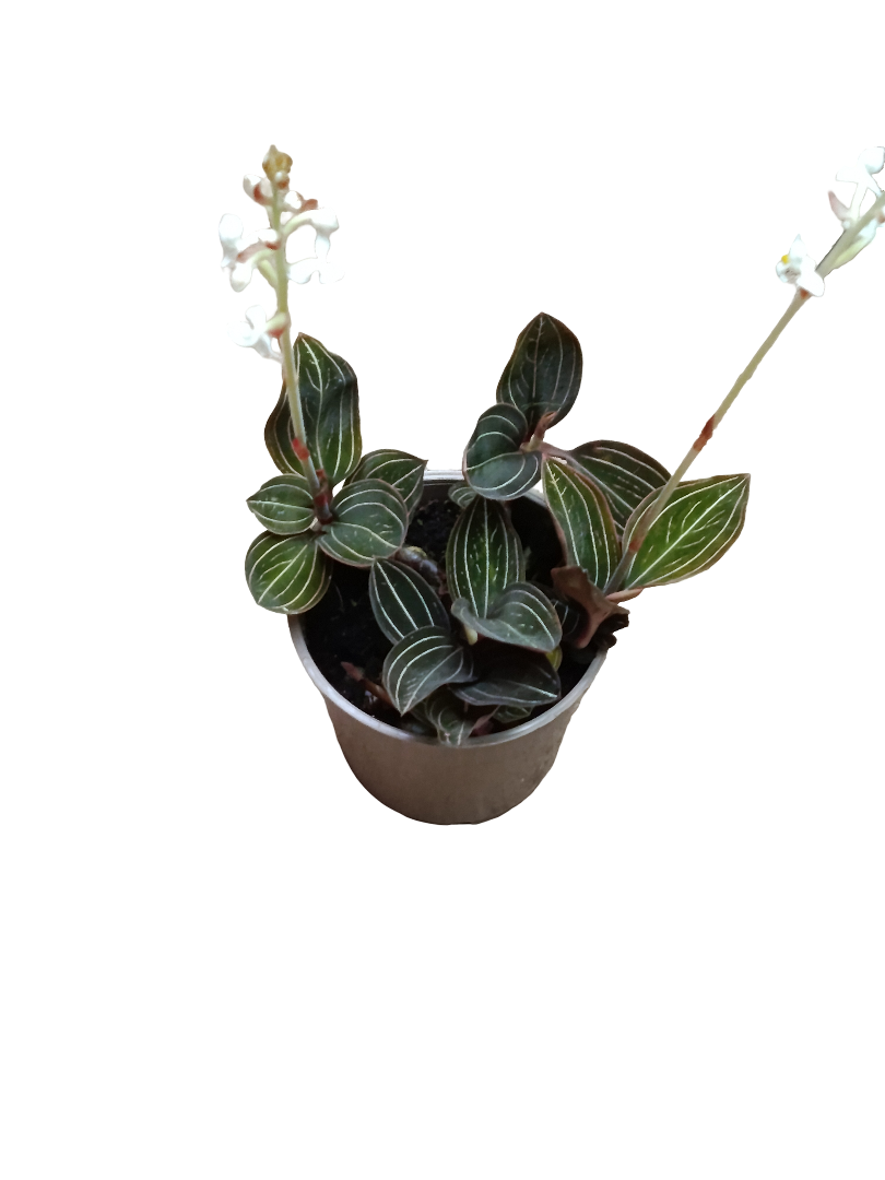 Ludisia Discolor Orquidea Joya Planta De Flor Ø12_0