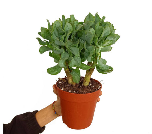 Crassula Undilatifolia M12 25cm_0