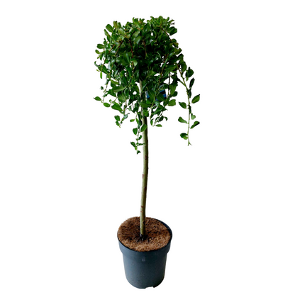Sauce Arbustivo - Salix Arbuscula - Altura 80-90cm - ⌀19cm_0