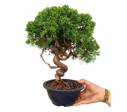 Bonsái Juniperus Chinensis 18 Años (enebro)_1