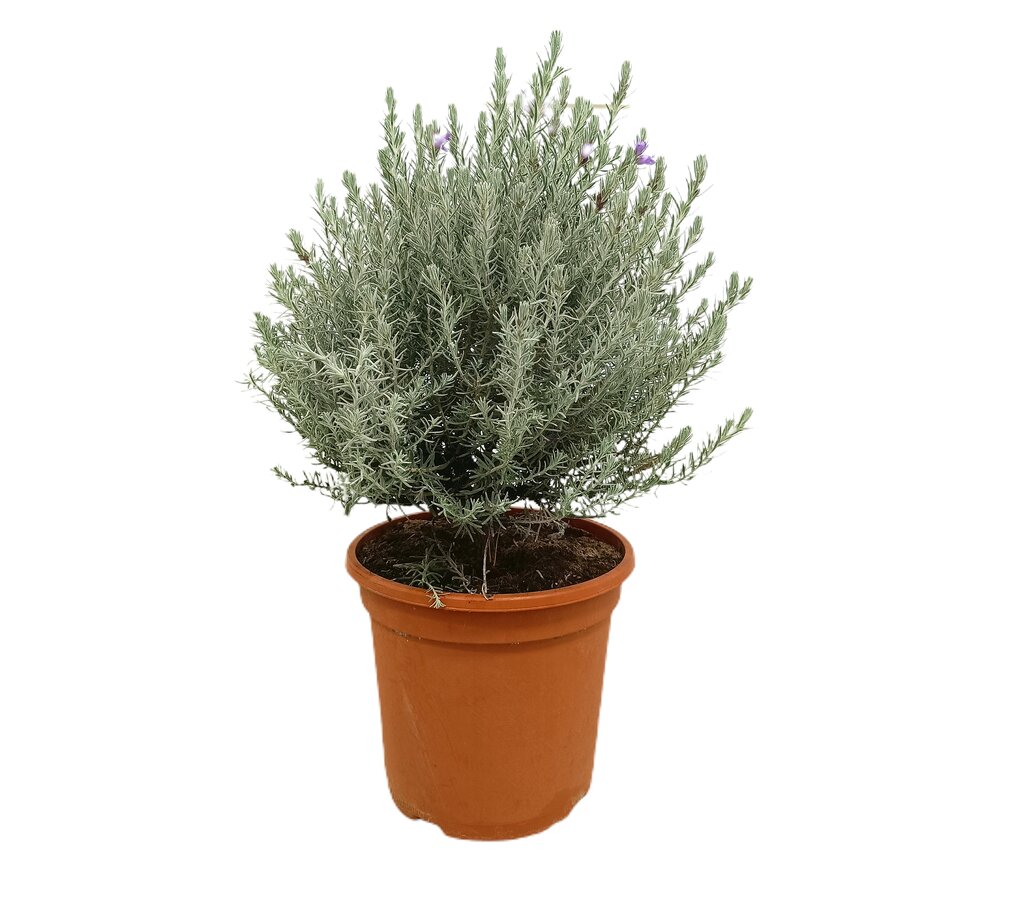 Eremophila Nivea M24 70cm (eremophila Sedosa)_0