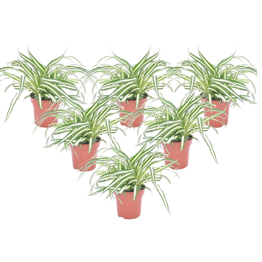 Malamadre - 6 Pzs - Chlorophytum Comosum 'atlantic' - Altura 25-40cm - ⌀12cm_0