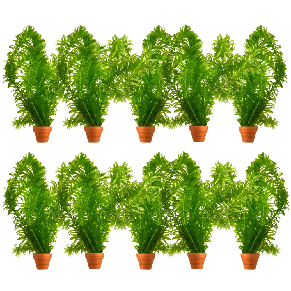 Elodea - Elodea Densa - 10 Unidades - Planta Oxigenante - Estanque_0
