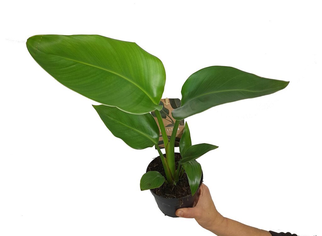 Strelitzia Augusta M13 65cm (ave Del Paraíso)_0