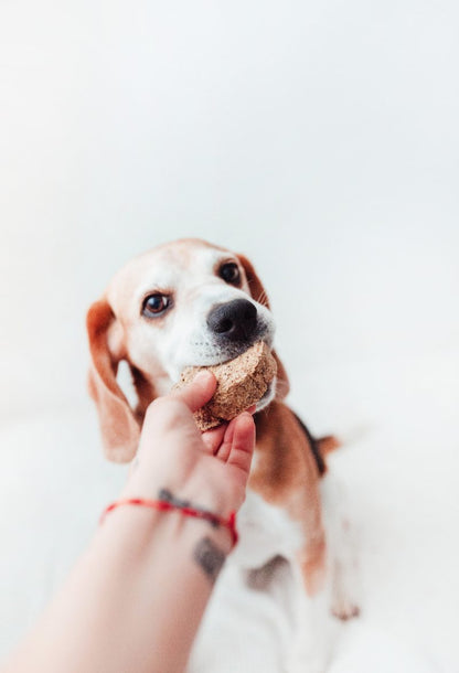 Bimordiscos Hamburguesas De Tripa Verde De Vaca Para Perros · 10 Uds..