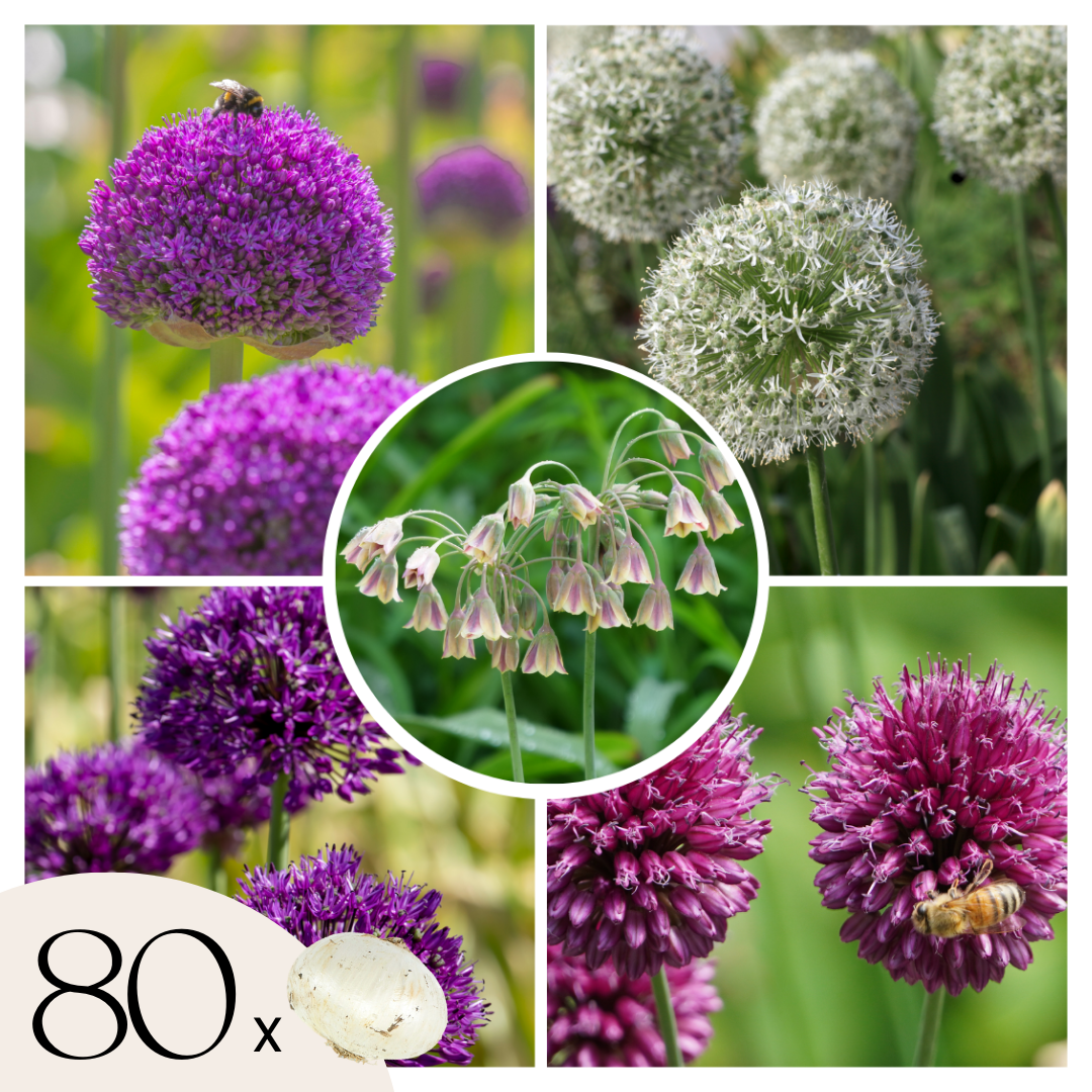 Bulbos De Allium - 80 Pzs - Allium - Bulbos De Flores_0