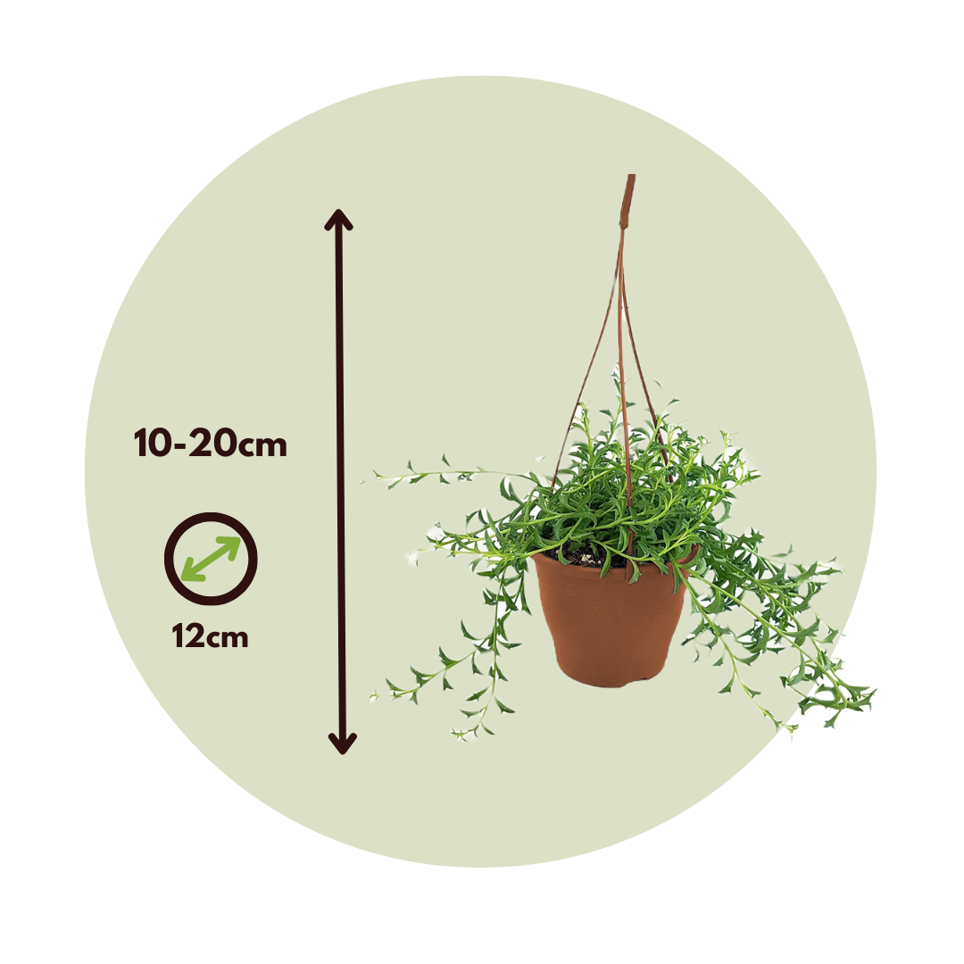 Senecio Delfín - Senecio Peregrinus - Altura 10-20cm - ⌀12cm_2