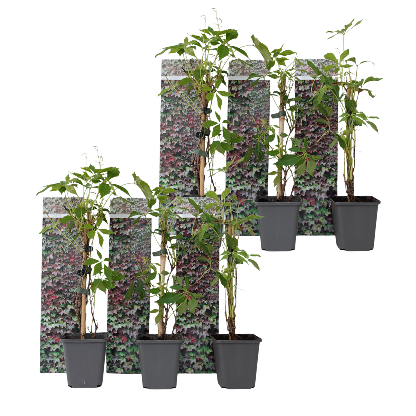 Parra Virgen - 6 Pzs - Parthenocissus Quinquefolia - Altura 25-40cm - ⌀9cm_0