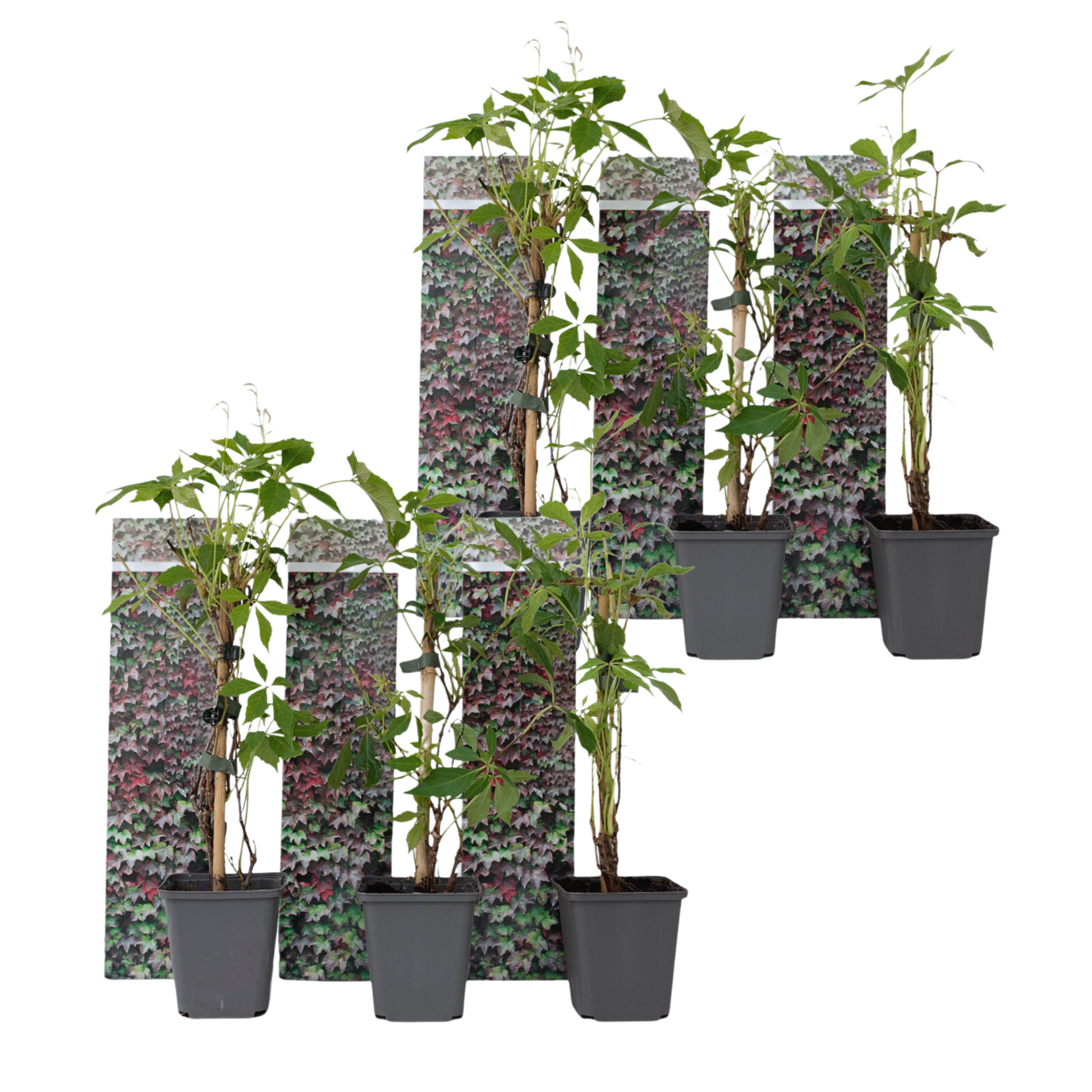 Parra Virgen - 6 Pzs - Parthenocissus Quinquefolia - Altura 25-40cm - ⌀9cm_0
